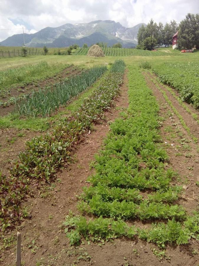 Organic Family Farm