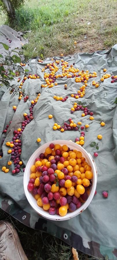Гостевой дом Organic Family Farm