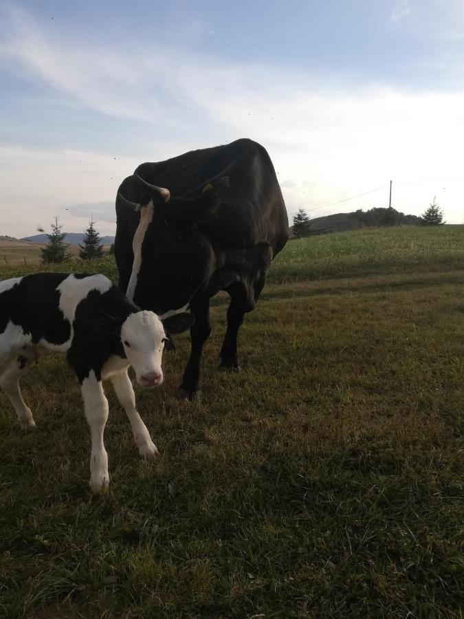 Гостевой дом Organic Family Farm Жабляк