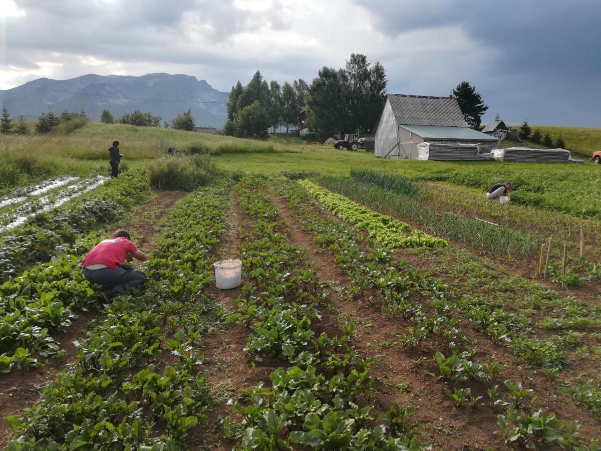 Organic Family Farm Жабляк