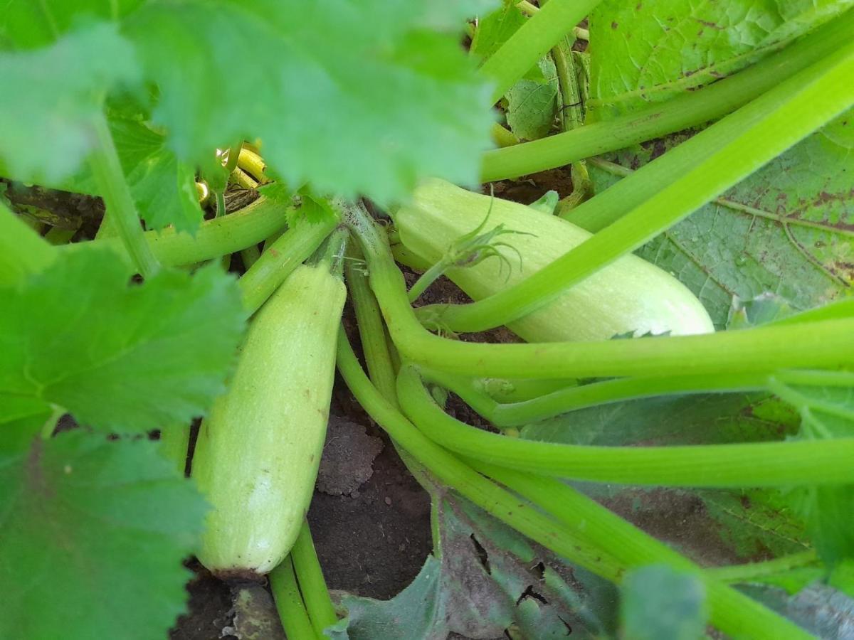 Organic Family Farm Жабляк