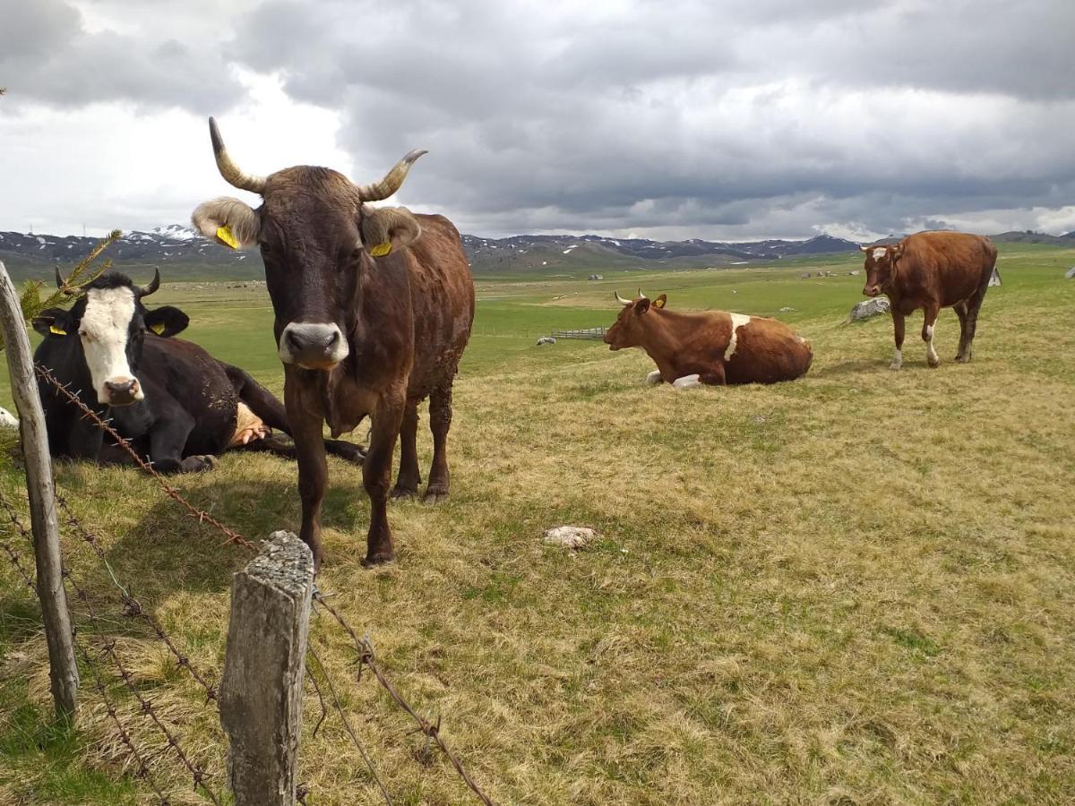 Гостевой дом Organic Family Farm Жабляк
