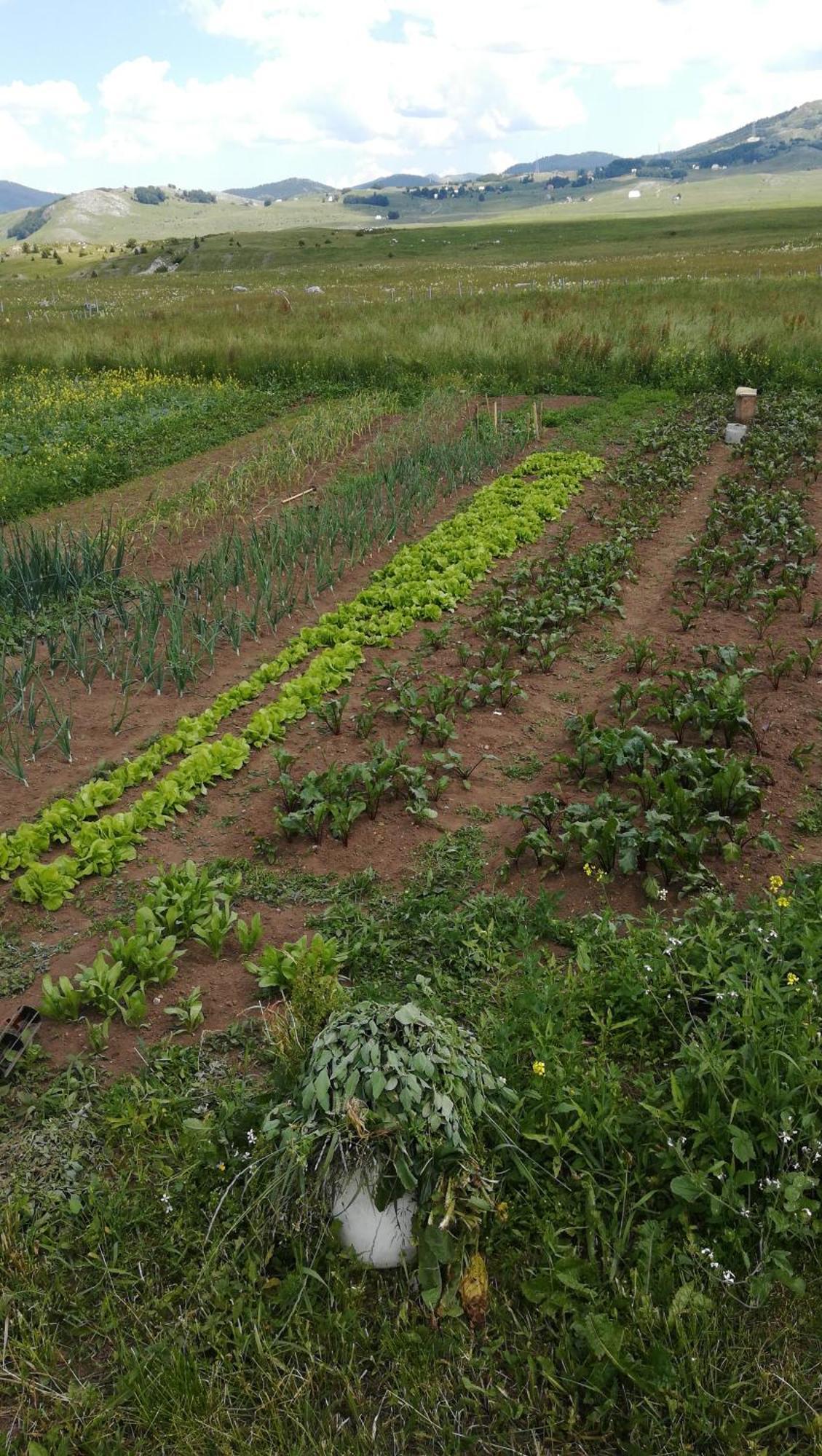 Гостевой дом Organic Family Farm *