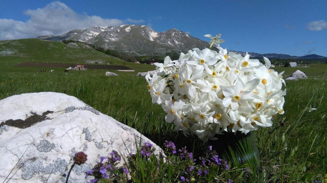 Гостевой дом Organic Family Farm Жабляк
