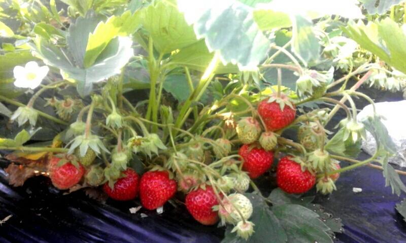 Organic Family Farm *
