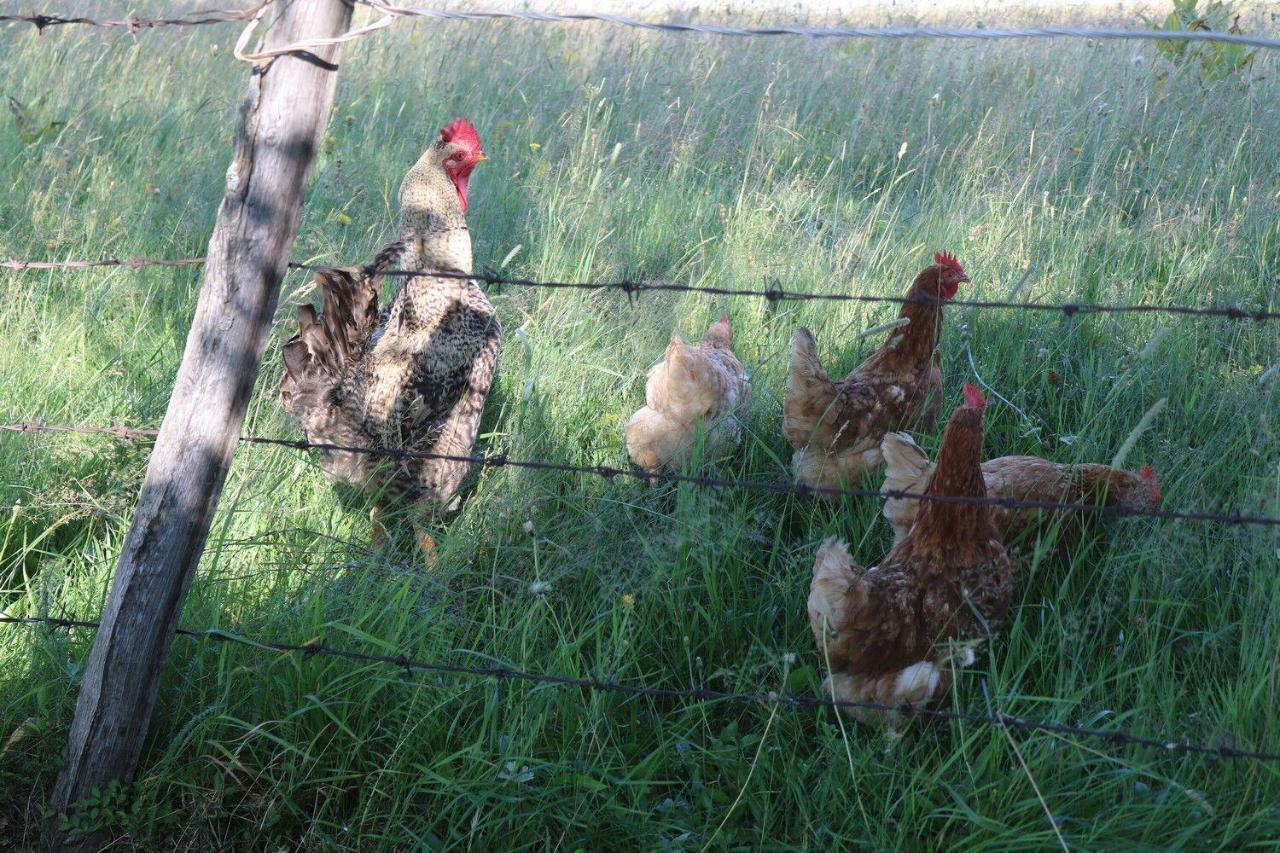 Organic Family Farm Гостевой дом Жабляк